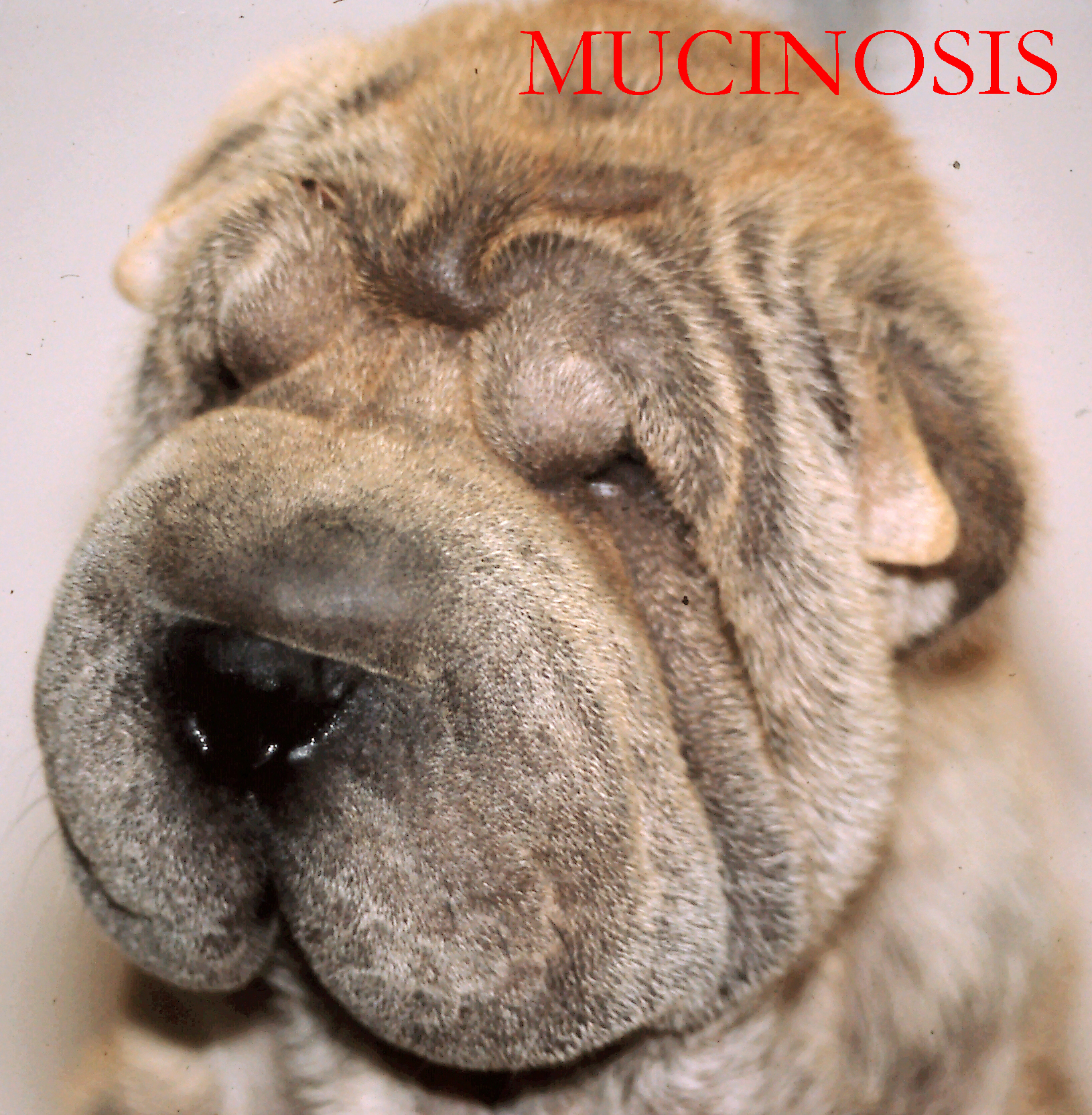 Website Mucinosis Photo