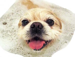 Bath Dog website