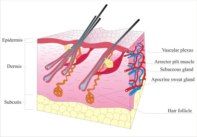 Canine and Feline Skin | Animal Dermatology Clinic